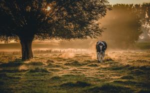 Morning scenery, fog, cow wallpaper thumb
