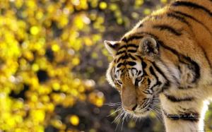 Beautiful Tiger wallpaper thumb