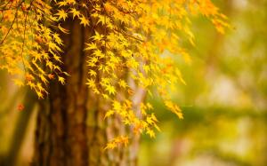 Autumn tree yellow leaves, nature scenery wallpaper thumb