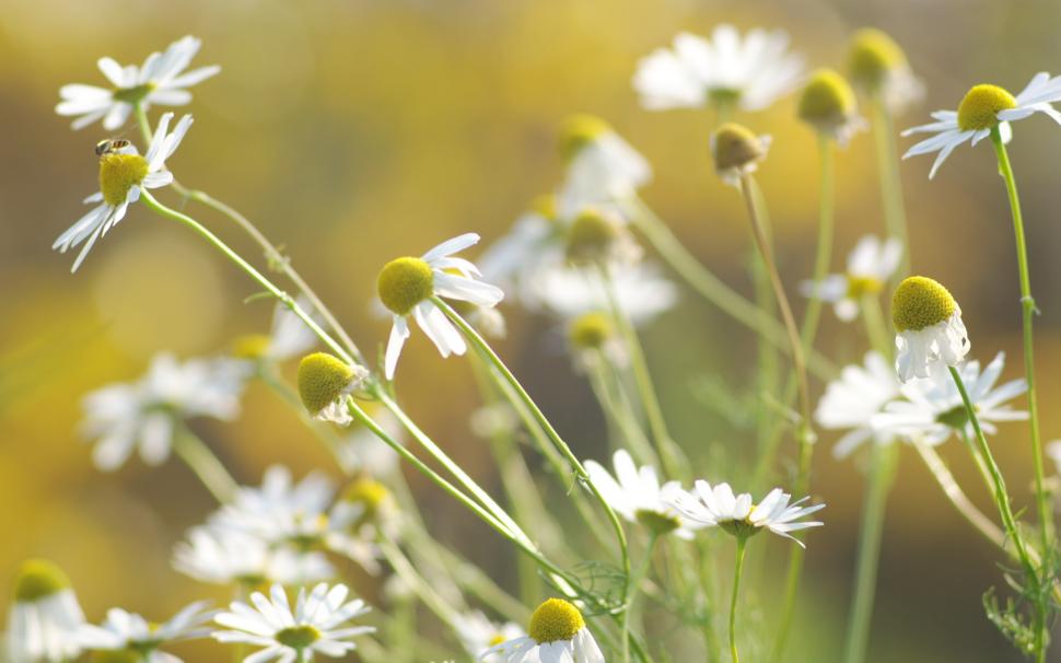 Flowers close-up, daisies, white petals wallpaper,Flowers HD wallpaper,Daisies HD wallpaper,White HD wallpaper,Petals HD wallpaper,1920x1200 wallpaper