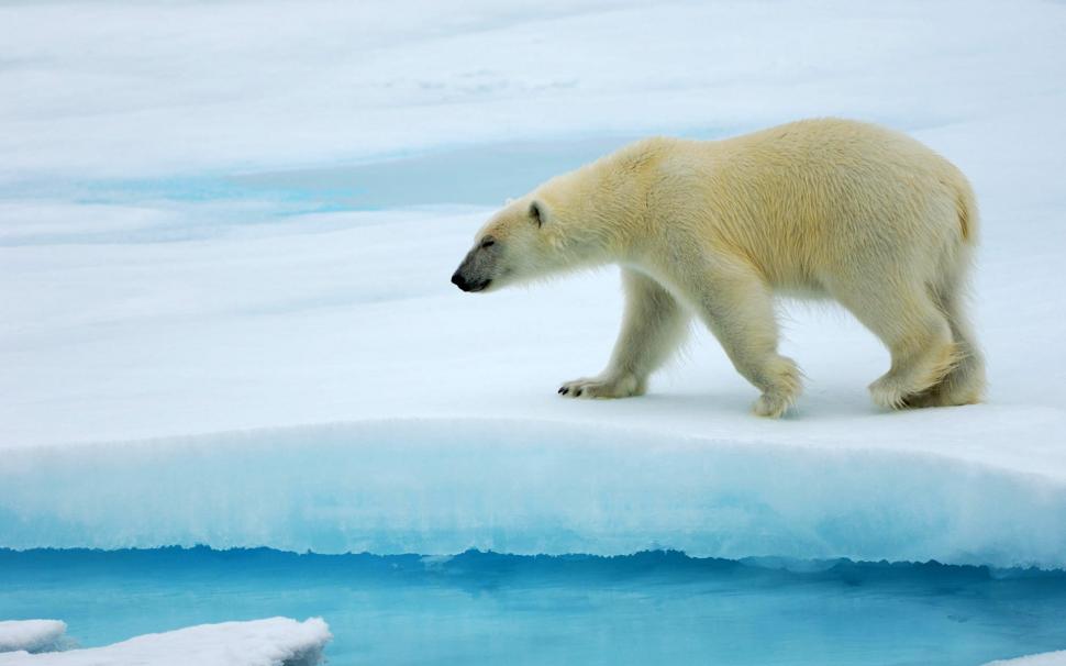 Polar bears walking on ice wallpaper,Polar HD wallpaper,Bear HD wallpaper,Ice HD wallpaper,1920x1200 wallpaper