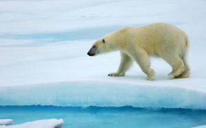Polar bears walking on ice wallpaper thumb