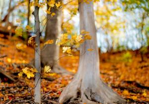 Yellow leaves in forest wallpaper thumb