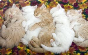Five Sleepy Cats wallpaper thumb