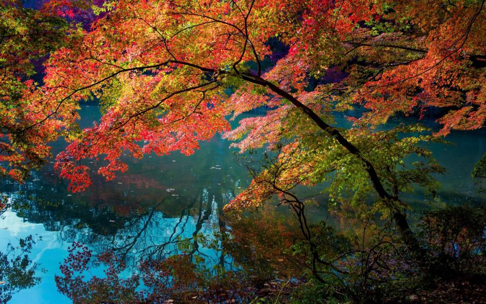 River, water reflection, trees, red color leaves wallpaper,River HD wallpaper,Water HD wallpaper,Reflection HD wallpaper,Trees HD wallpaper,Red HD wallpaper,Color HD wallpaper,Leaves HD wallpaper,1920x1200 wallpaper
