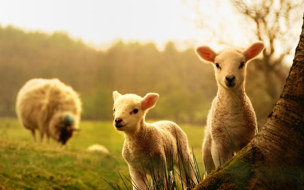 Sheep, lambs, wood wallpaper,Sheep HD wallpaper,Lambs HD wallpaper,Wood HD wallpaper,2560x1600 wallpaper