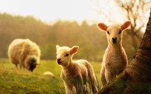 Sheep, lambs, wood wallpaper thumb