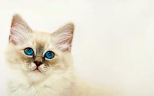 Cute kitten wallpaper thumb