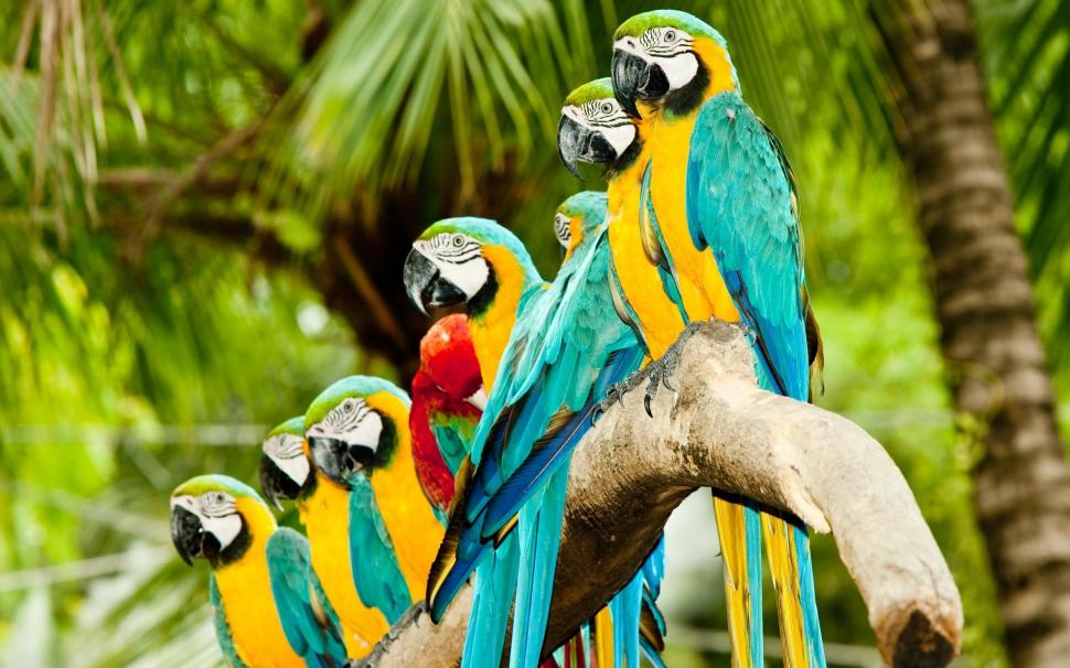Colorful Parrots wallpaper,parrots HD wallpaper,birds HD wallpaper,perch HD wallpaper,colorful HD wallpaper,animals HD wallpaper,2560x1600 wallpaper