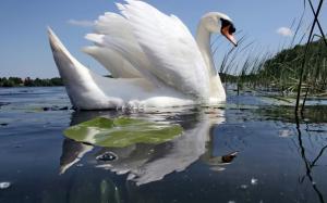 White swan wallpaper thumb
