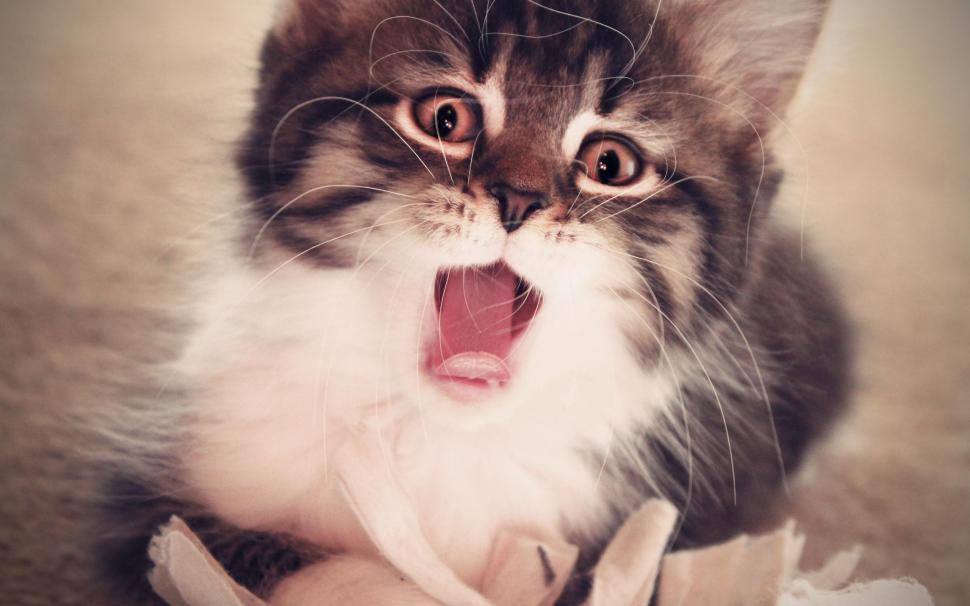 Yawning kitten wallpaper,animals HD wallpaper,2560x1600 HD wallpaper,kitten HD wallpaper,2560x1600 wallpaper