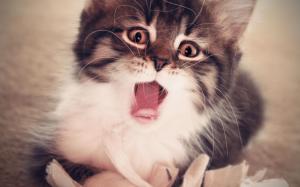 Yawning kitten wallpaper thumb