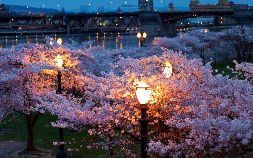 City, night, spring, trees, flowers, river, lamps wallpaper,City HD wallpaper,Night HD wallpaper,Spring HD wallpaper,Trees HD wallpaper,Flowers HD wallpaper,River HD wallpaper,Lamps HD wallpaper,1920x1200 wallpaper
