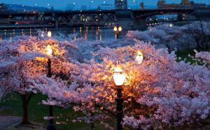 City, night, spring, trees, flowers, river, lamps wallpaper thumb