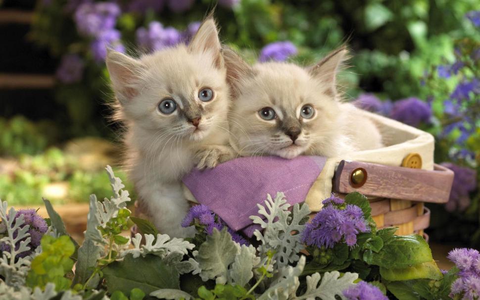 Cats In The Garden wallpaper,nature HD wallpaper,kitten HD wallpaper,flower HD wallpaper,garden HD wallpaper,basket HD wallpaper,animal HD wallpaper,animals HD wallpaper,1920x1200 wallpaper