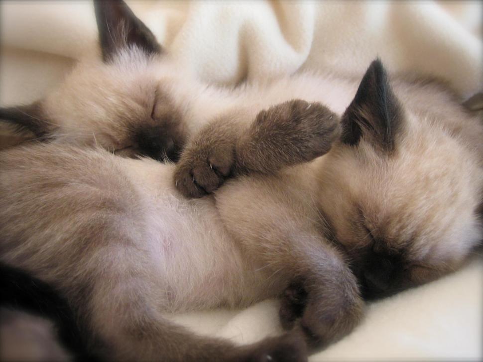 Two Sleeping Siamese Kittens wallpaper,animals HD wallpaper,siamese HD wallpaper,sleeping HD wallpaper,kittens HD wallpaper,2048x1536 wallpaper