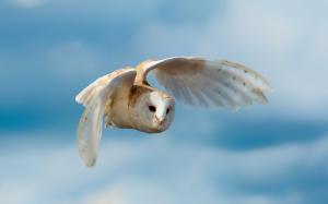 White Owl Flying wallpaper thumb
