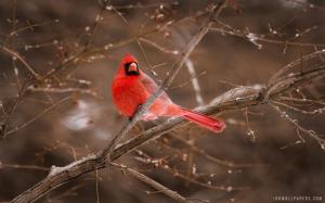 Red Bird wallpaper thumb