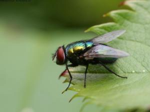 Nature Insects Fly Gallery wallpaper thumb