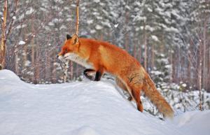 Fox Walking On Snow wallpaper thumb