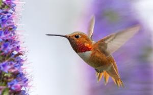 Hummingbird flying, wings, flowers wallpaper thumb