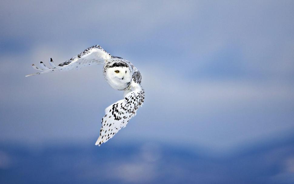 Owl, flying, bird, white, predator wallpaper,flying HD wallpaper,bird HD wallpaper,white HD wallpaper,predator HD wallpaper,2560x1600 wallpaper