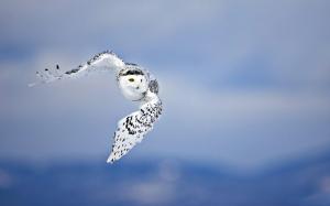 owl, flying, bird, white, predator wallpaper thumb