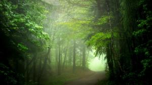 Woods, roads, fog, green scenery wallpaper thumb