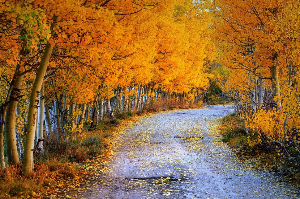 Seasons Autumn Roads Birch Foliage Nature wallpaper,nature HD wallpaper,seasons HD wallpaper,autumn HD wallpaper,roads HD wallpaper,birch HD wallpaper,foliage HD wallpaper,3000x2000 wallpaper