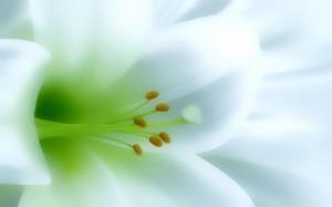 White lily wallpaper thumb