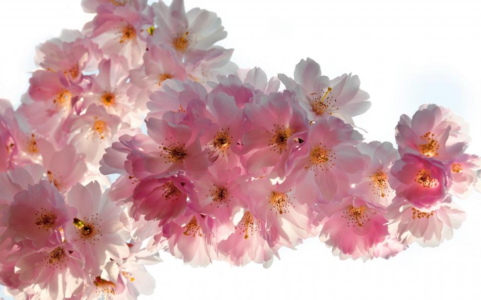 Beautiful Cherry Flowers wallpaper,flowers HD wallpaper,nature HD wallpaper,spring HD wallpaper,cherry HD wallpaper,pink HD wallpaper,close-up HD wallpaper,2560x1600 wallpaper