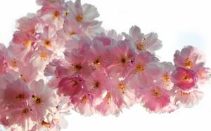 Beautiful Cherry Flowers wallpaper thumb