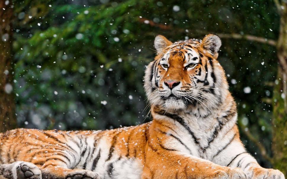 Mammals Animals wallpaper,Animal HD wallpaper,2560x1440 HD wallpaper,snow HD wallpaper,lying HD wallpaper,tiger HD wallpaper,wallpapers HD wallpaper,image HD wallpaper,hd animal wallpapers for dekstop HD wallpaper,4K wallpapers HD wallpaper,2880x1800 wallpaper