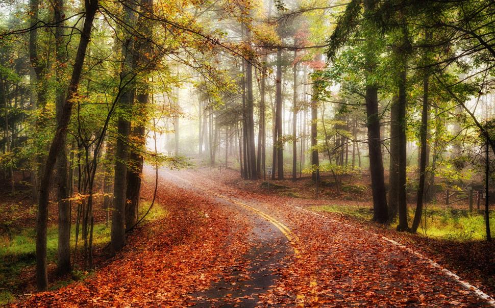 Autumn road in forest wallpaper,road HD wallpaper,forest HD wallpaper,Autumn HD wallpaper,Nature HD wallpaper,landscape HD wallpaper,3597x2240 wallpaper
