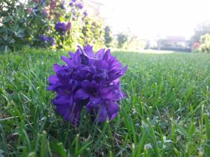 Purple flower in grass wallpaper thumb