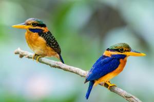 Couple birds kingfisher wallpaper thumb