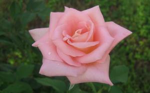 Rose, Flower, Pink, Fresh, Love, Water wallpaper thumb