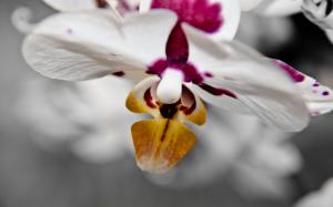 Lovely Orchid wallpaper thumb