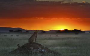 Cheetah Sunset Cubs HD wallpaper thumb