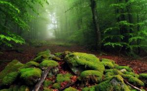 Nature, Landscape, Mist, Forest, Moss, Leaves, Morning, Trees, Path wallpaper thumb