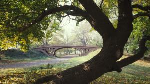 Bridge In Nyc Central Park wallpaper thumb