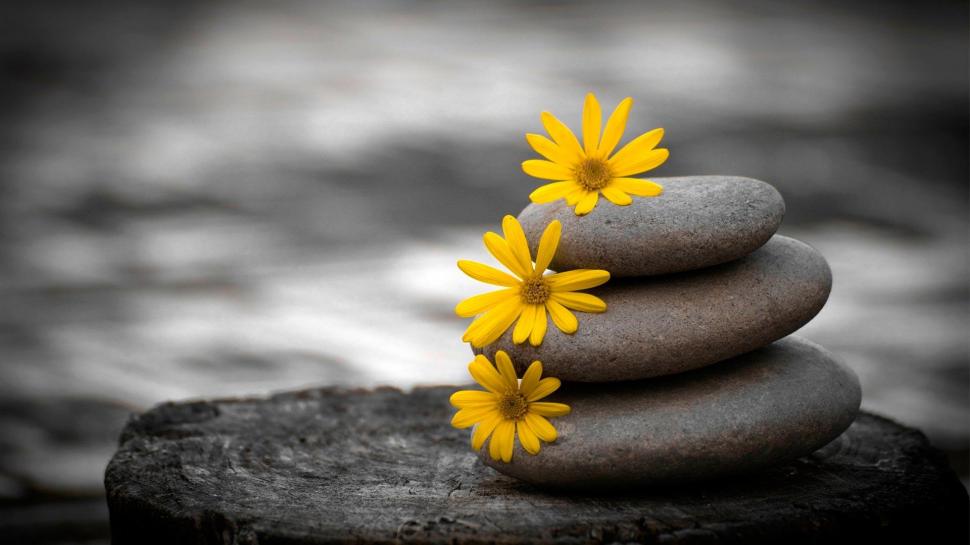 Yellow Flowers In Pile Of Stones wallpaper,nature HD wallpaper,yellow HD wallpaper,stones HD wallpaper,flowers HD wallpaper,nature & landscapes HD wallpaper,1920x1080 wallpaper