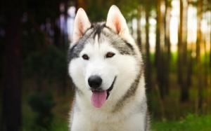 Husky dog close-up, sunshine wallpaper thumb