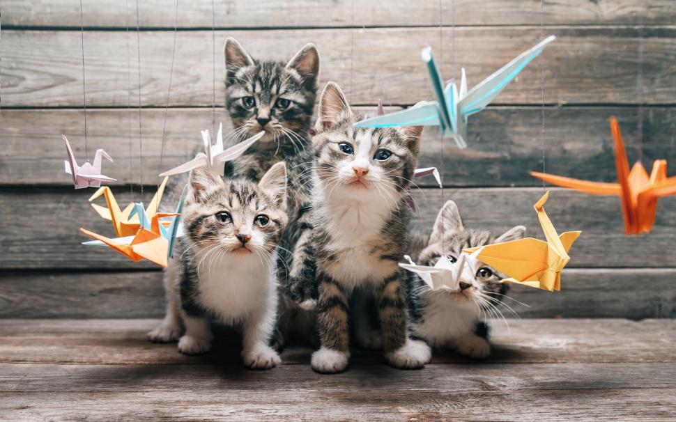 Four kittens, whiskers, looking, paper birds, origami wallpaper,Four HD wallpaper,Kittens HD wallpaper,Whiskers HD wallpaper,Looking HD wallpaper,Paper HD wallpaper,Birds HD wallpaper,Origami HD wallpaper,2560x1600 wallpaper