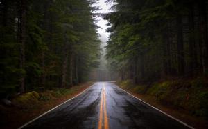 Pine Forest Road wallpaper thumb
