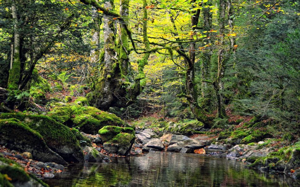 Trees River Rocks Stones Forest Moss HD wallpaper,nature HD wallpaper,trees HD wallpaper,forest HD wallpaper,rocks HD wallpaper,stones HD wallpaper,river HD wallpaper,moss HD wallpaper,2560x1600 wallpaper
