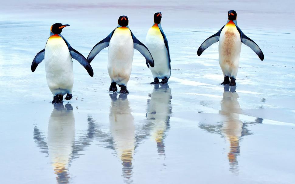 King penguins walking on the beach, sea wallpaper,King HD wallpaper,Penguins HD wallpaper,Walking HD wallpaper,Beach HD wallpaper,Sea HD wallpaper,1920x1200 wallpaper