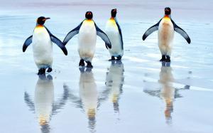 King penguins walking on the beach, sea wallpaper thumb