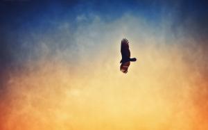 Eagle flying in the sunset sky wallpaper thumb
