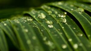 Macro Green Leaves Water Drops HD wallpaper thumb